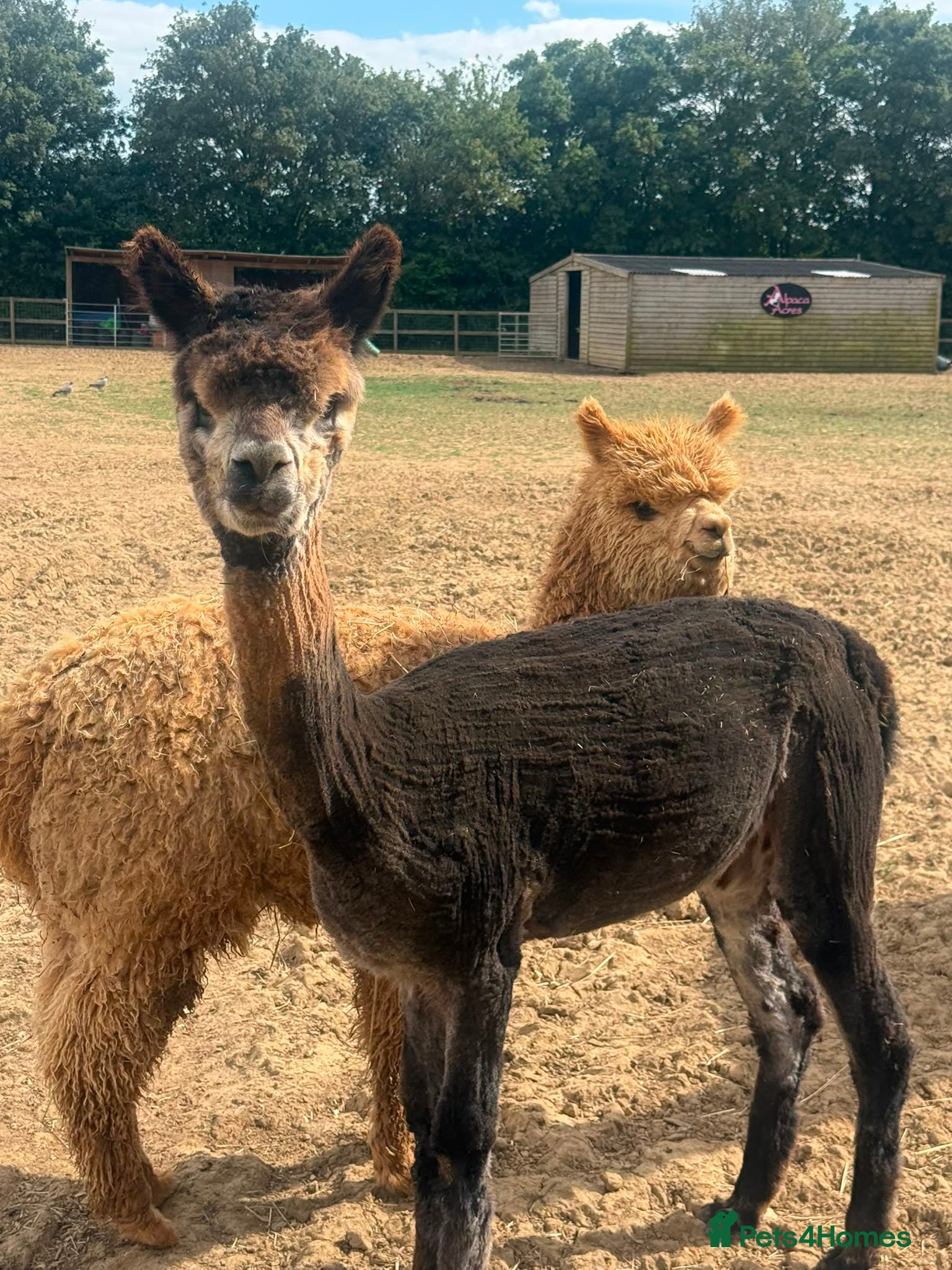 Alpaca livestock for sale: Registered Breeding Female Coloured Alpacas  - Advert 2