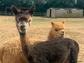 Alpaca livestock Registered Breeding Female Coloured Alpaca - Advert 2