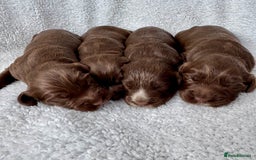 Sprocker dogs for sale: Chocolate Spaniels  - Image 1