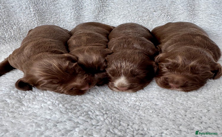 Sprocker dogs - Advert 1