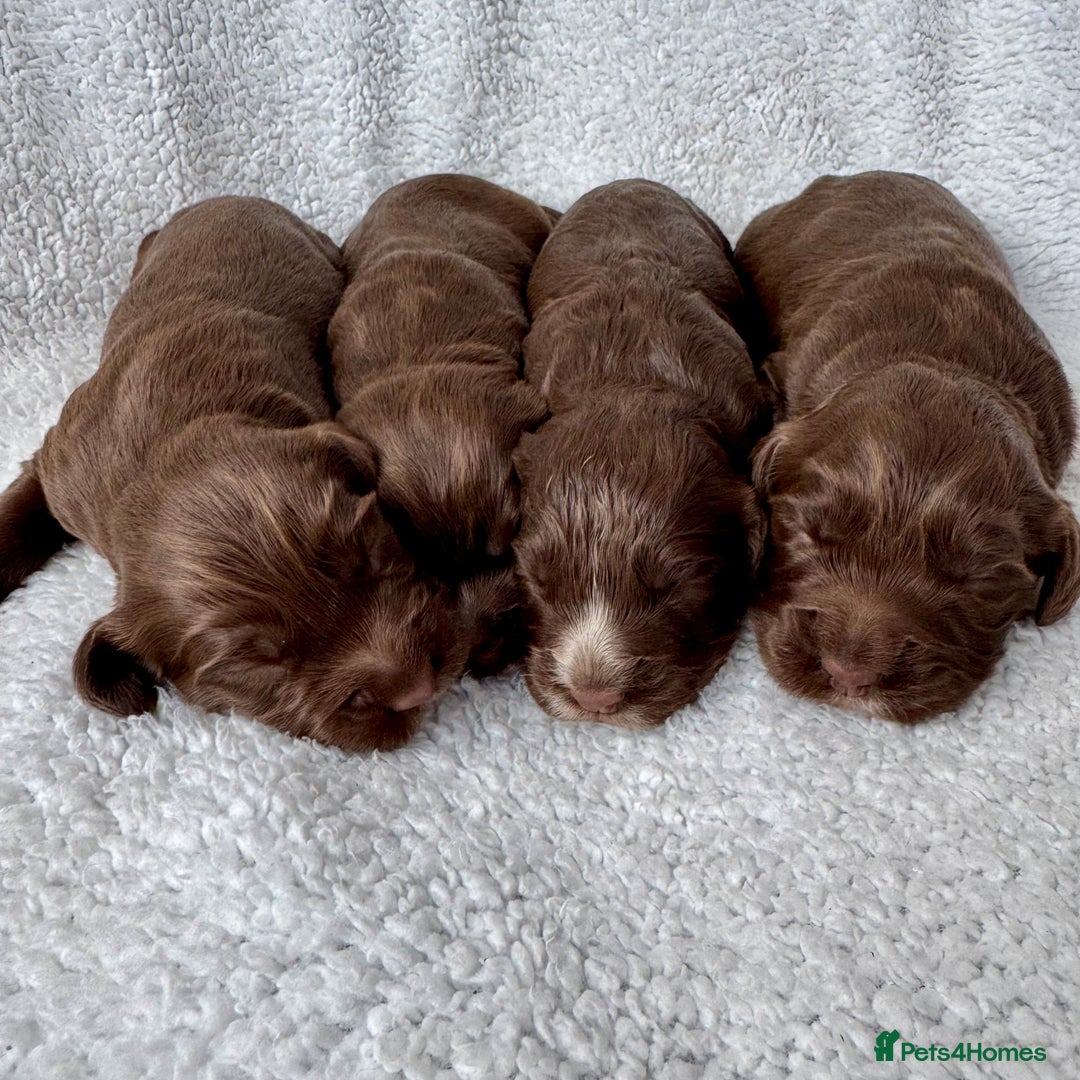 Sprocker dogs for sale: Chocolate Spaniels  - Image 1