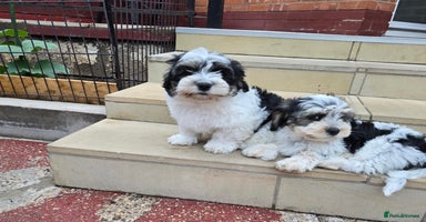 Mixed Breed dogs - Advert 3