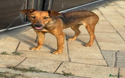 Mixed Breed dogs for adoption: Our lovely Angie, available for cuddles - Image 15