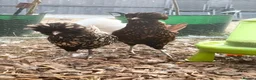 Chickens poultry for sale: Silkie hens and polish hens in Braintree - Advert 8