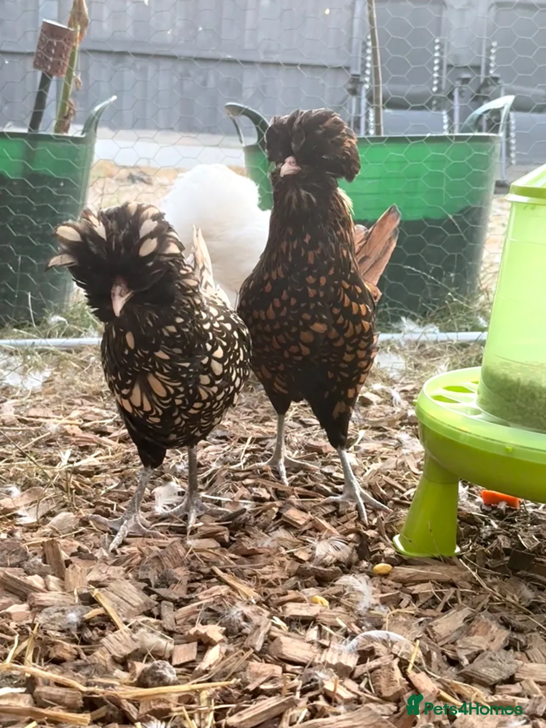 Chickens poultry for sale: Silkie hens and polish hens in Braintree - Advert 8