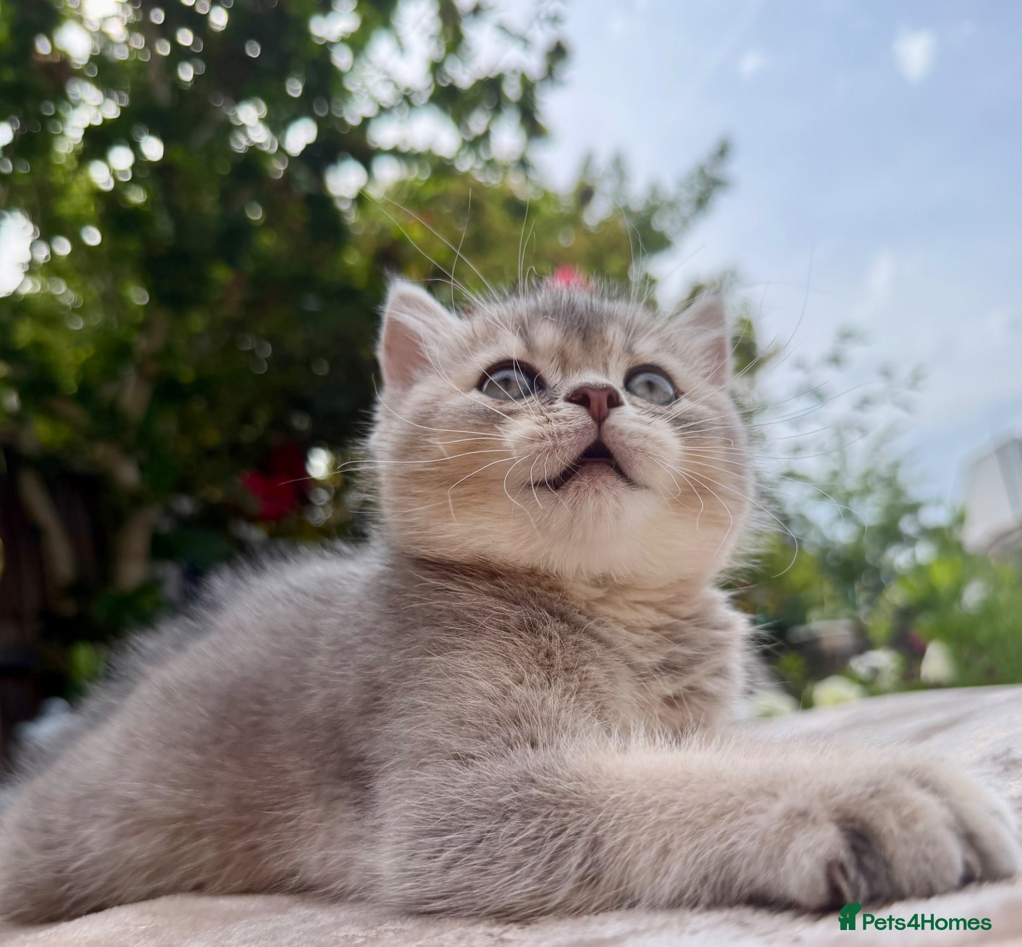 British Shorthair cats Golden Blue 🦋BSH Boy  - Advert 12