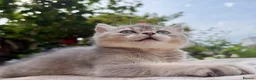 British Shorthair cats for sale: GCCF Golden Blue 🦋BSH Boy  - Advert 7