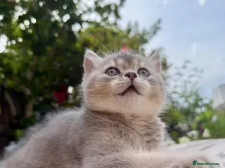 British Shorthair cats Golden Blue 🦋BSH Boy - Advert 14