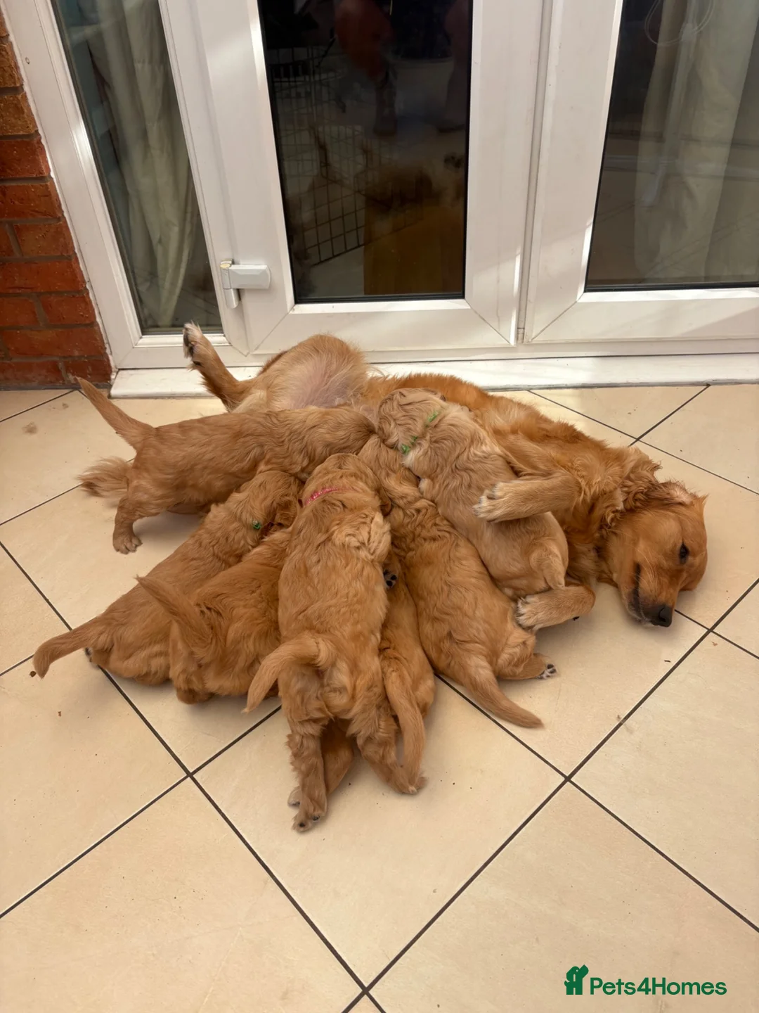 Golden Retriever dogs for sale: GOLDEN RETRIEVER  PUPPYS READY FROM 29th JUNE - Advert 2