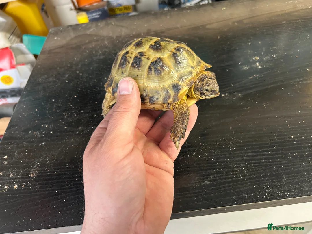 Tortoise reptiles for sale: Male horsefield tortoise  in Swindon - Advert 1