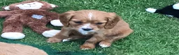 Mixed Breed dogs for sale: DAKOTA RETRIEVER CROSS COCKERLIER PUPPIES - Advert 5
