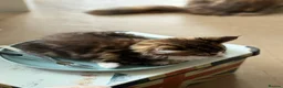 Maine Coon cats for sale: Stunning Maine Coon Kittens looking for 5⭐️ homes - Advert 28