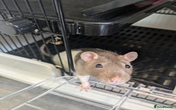 Rat rodents for sale: 3 rats - Image 3