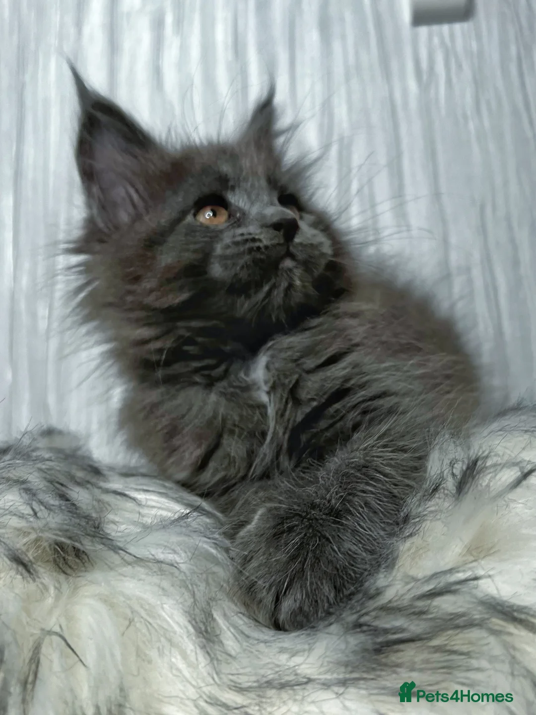 Maine Coon cats for sale: Maine coon last blue girl available 💜 - Advert 1