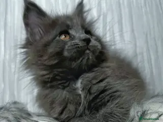 Maine Coon cats Maine coon last blue girl available 💜 - Advert 1