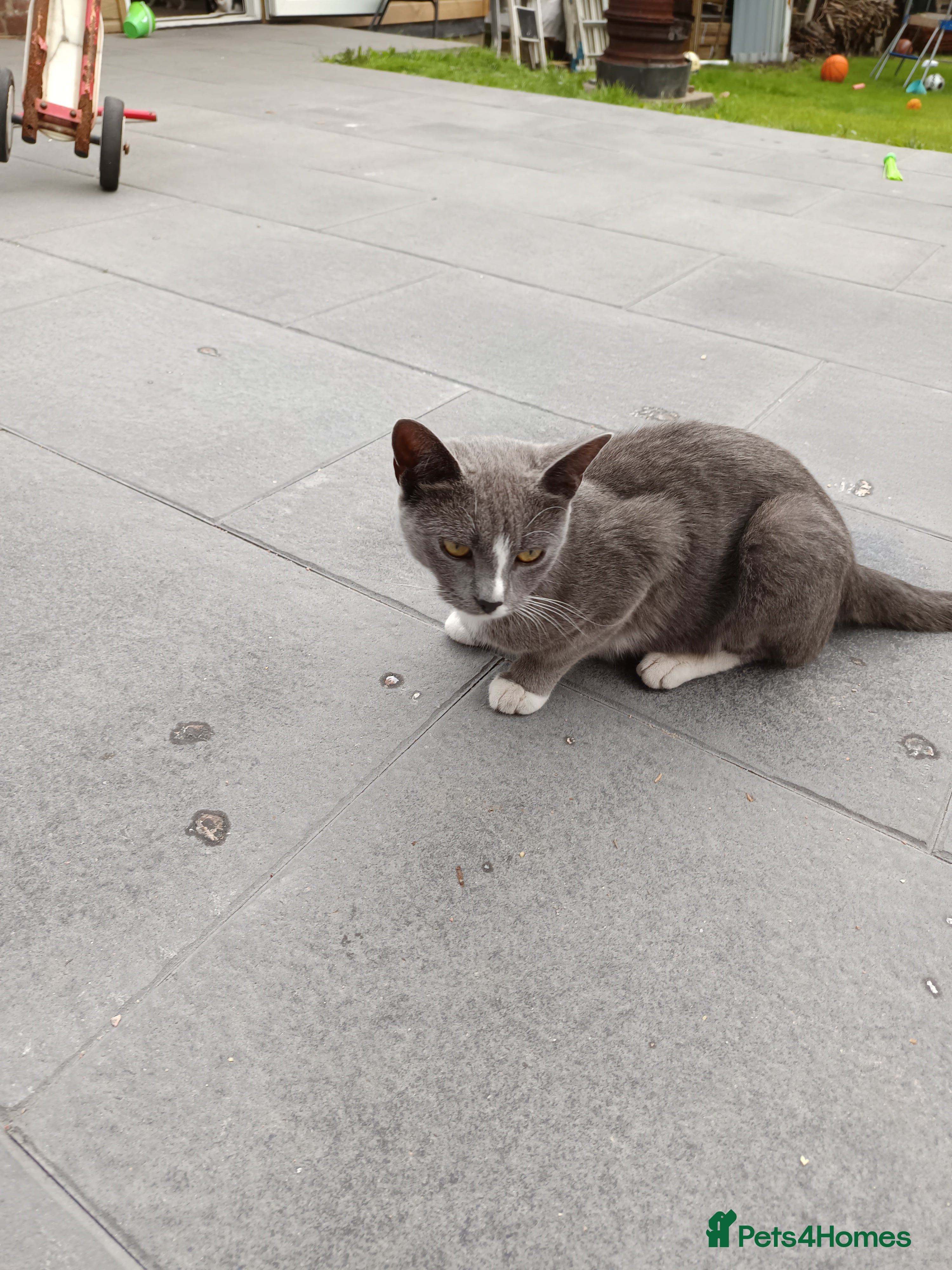 Mixed Breed cats Cats ready to find a new owner. - Advert 1