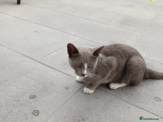 Mixed Breed cats Cats ready to find a new owner. - Advert 10