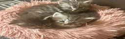 Persian cats for sale: Cute Half Persian Kittens  - Advert 5