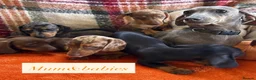 Dachshund dogs for sale: 5 beautiful dachshund girls  - Advert 2