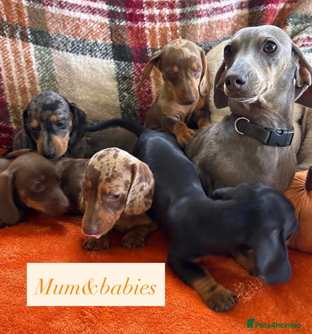 Dachshund dogs for sale: 5 beautiful dachshund girls  - Advert 2