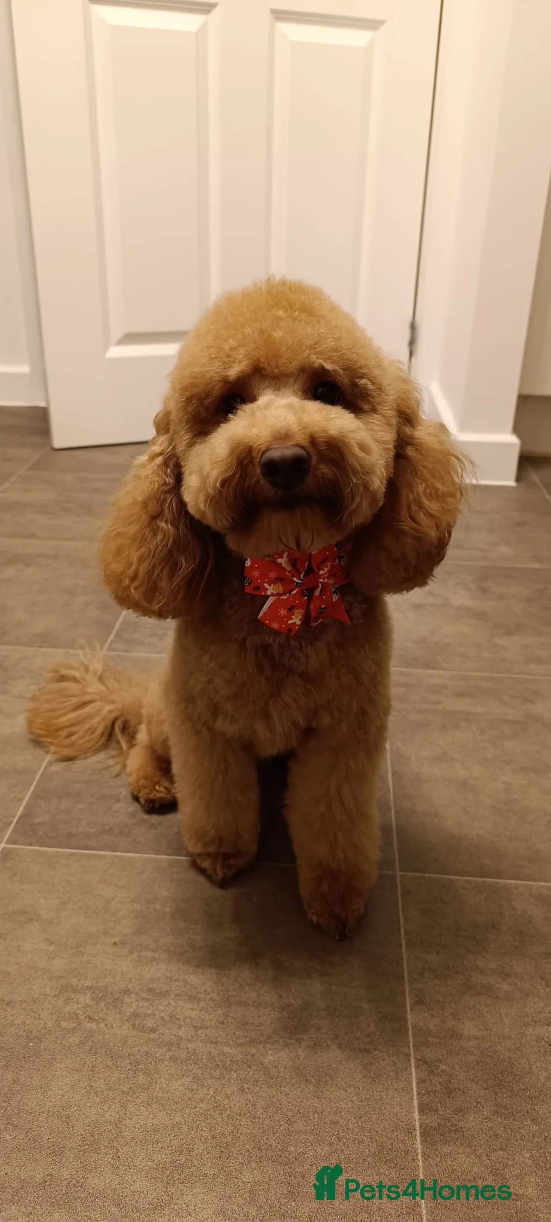 Cockapoo dogs for stud: Miniature Cocapoo for Breading  in Milton Keynes - Advert 1
