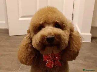 Cockapoo dogs Miniature Cocapoo for Breading in Milton Keynes - Advert 2