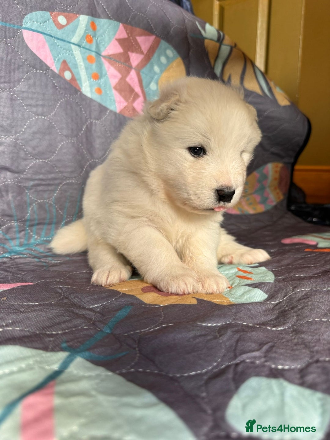 Samoyed dogs for sale: 🌟 Exceptional KC bear-faced Samoyed pups 🌟 - Advert 25
