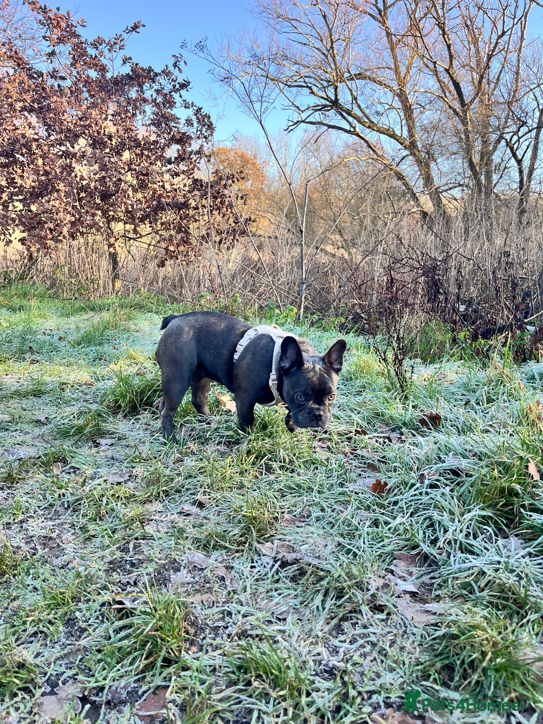 French Bulldog dogs for sale: Girl 8month old  - Advert 3