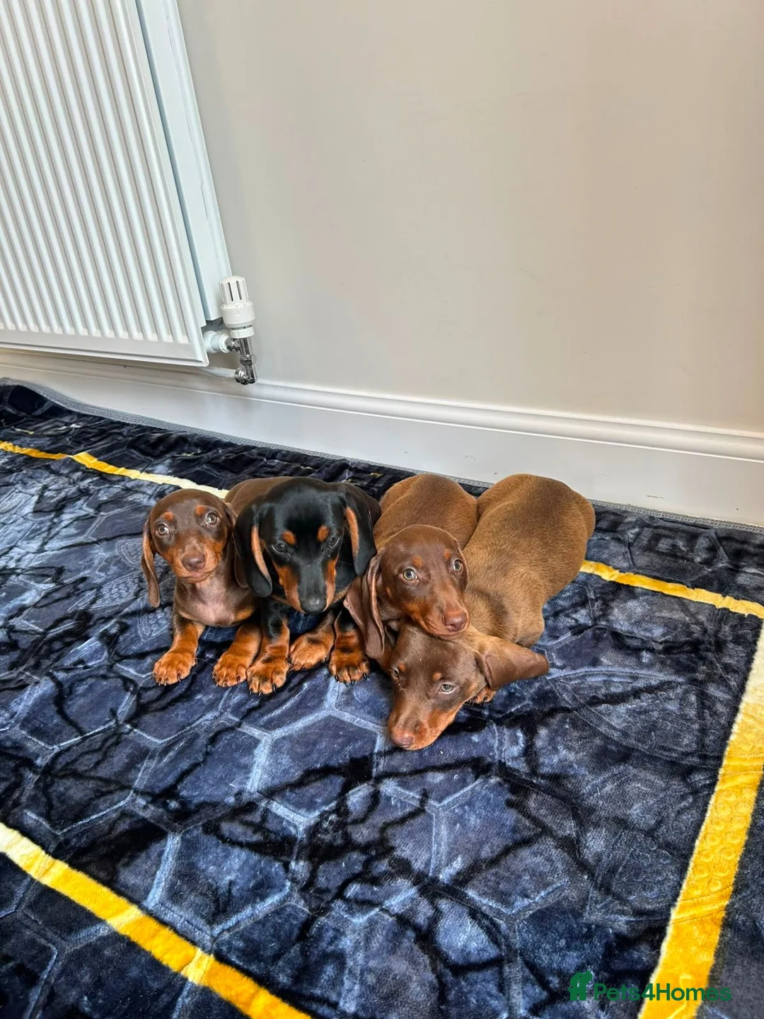 Miniature Dachshund dogs for sale: Miniature dachshund ready to leave in Manchester - Advert 2
