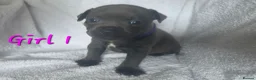 Staffordshire Bull Terrier dogs for sale: Stunning Blue Staffordshire Bull terrier puppy's  - Advert 11