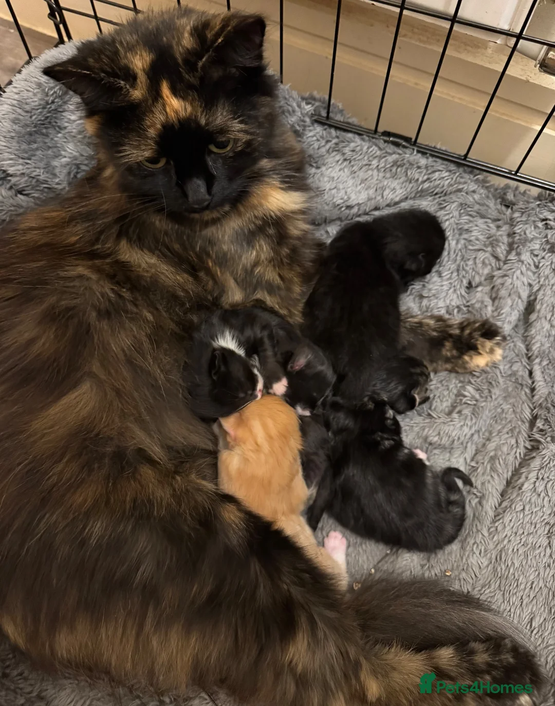 Mixed Breed cats for sale: Fluffy Kittens  - Advert 1