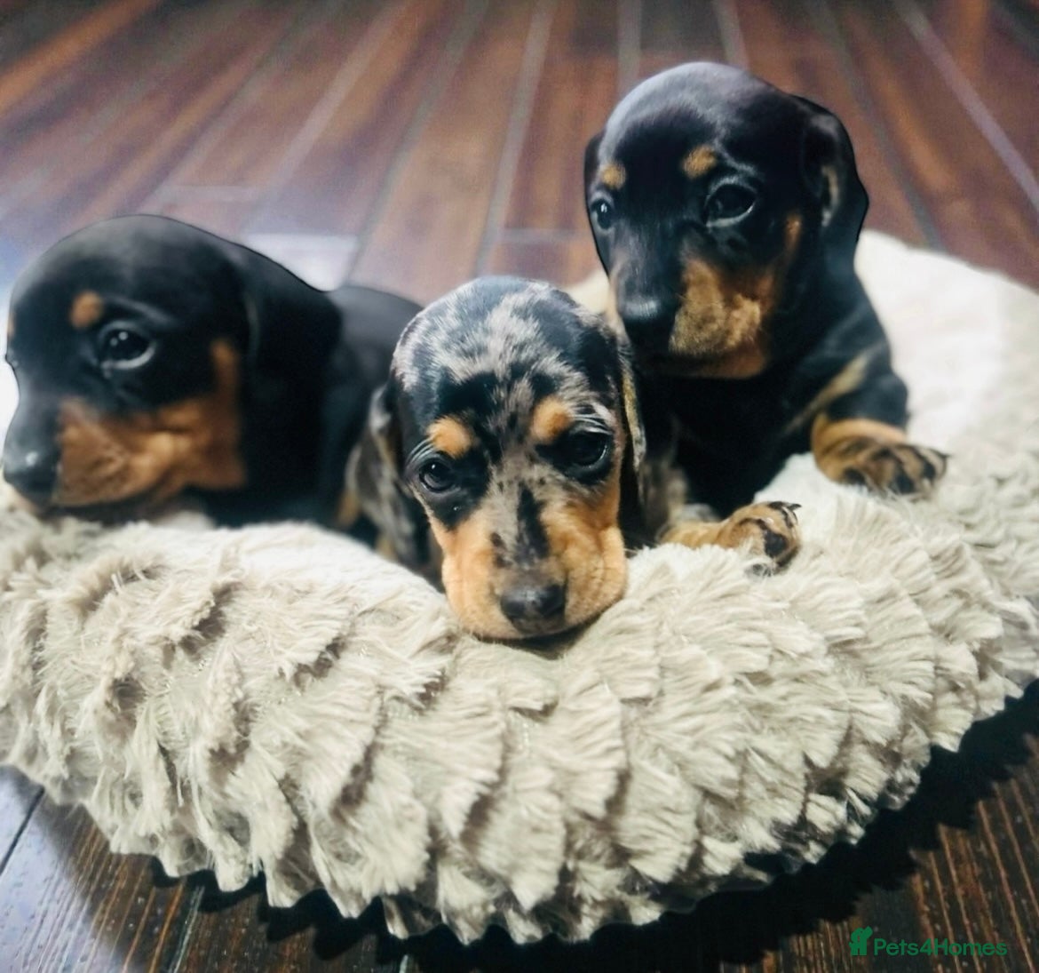 Miniature Dachshund dogs OUTSTANDING INSTAGRAM MINI DACHSHUNDS  - Advert 10