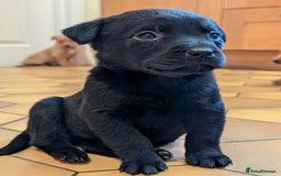 Labrador Retriever dogs for sale: Stunning litter of Labrador retriever pups  - Advert 14