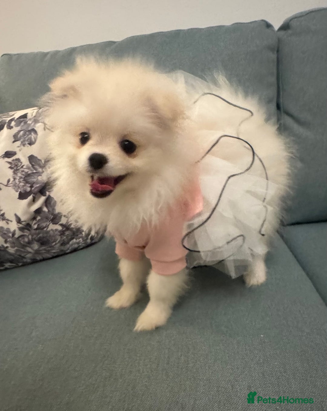 Pomeranian dogs for sale: Pomeranian girl - Image 4