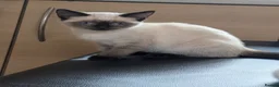 Siamese cats for sale: Seal point Siamese - Advert 7
