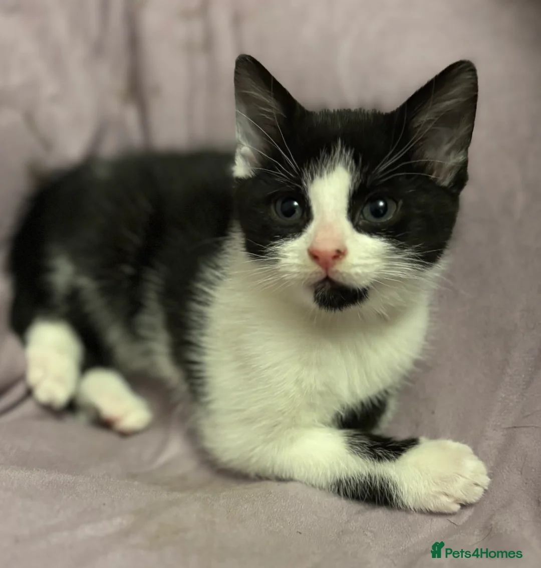 Mixed Breed cats for sale: Kitten stunning very affectionate mainecoon x 🐈 - Advert 1