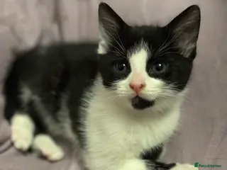 Mixed Breed cats Kittens we have one little boy left mainecoon x 🐈 - Advert 5