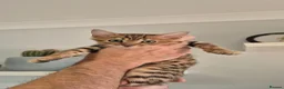 Bengal cats for sale: Pure Bred Bengal Male  - Advert 7