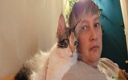 Maine Coon cats for sale: Last female. Tortie with white.  - Image 9