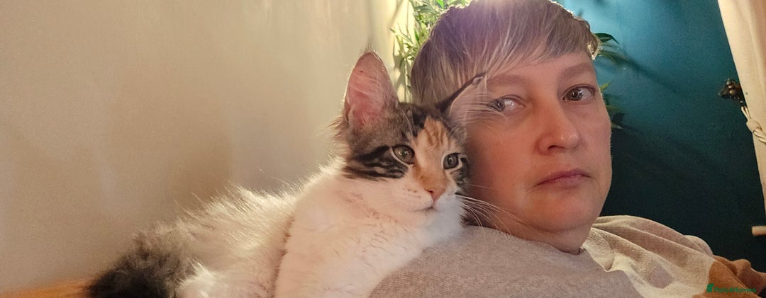 Maine Coon cats for sale: Last female. Tortie with white.  - Image 9