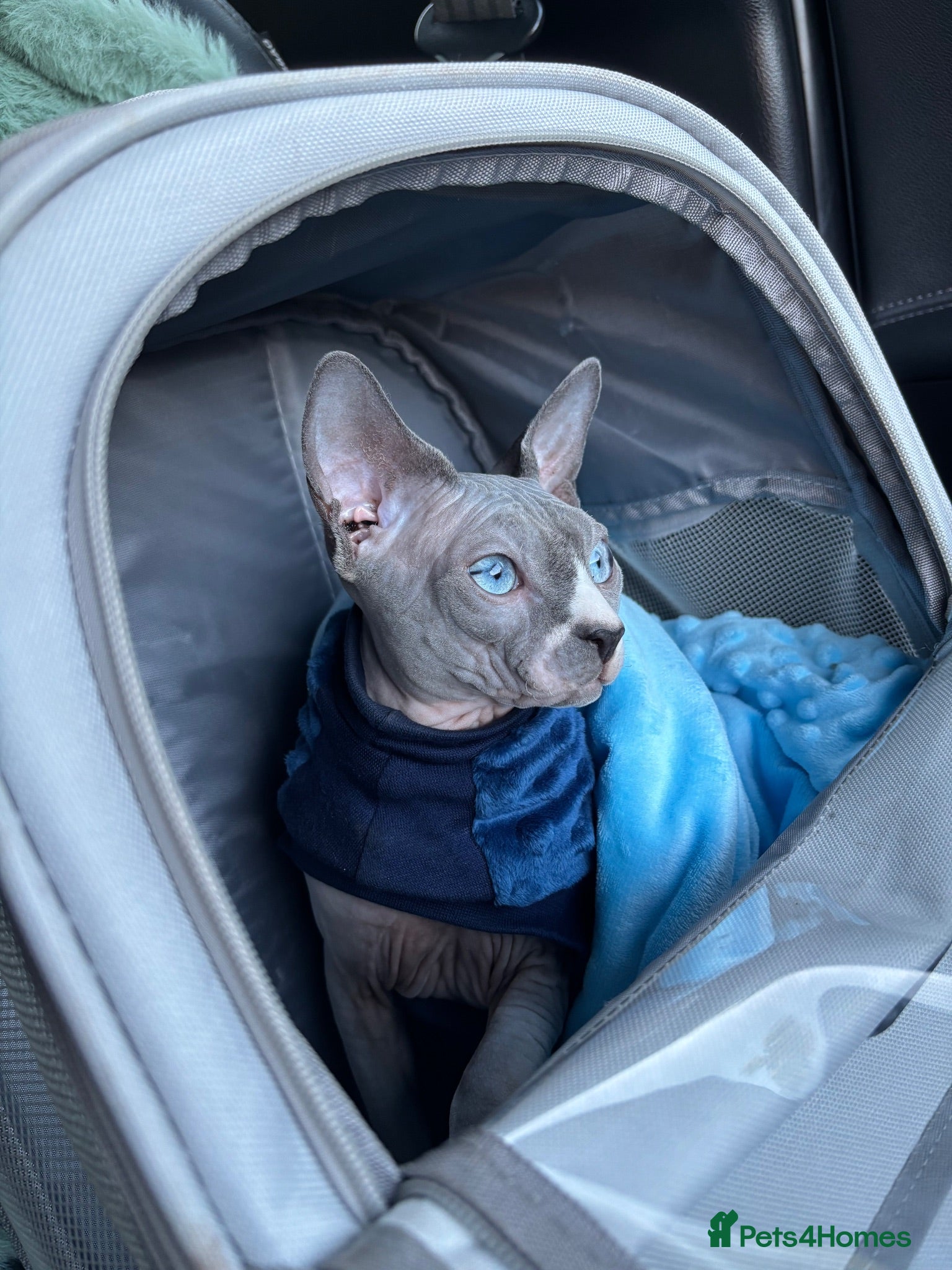 Sphynx cats TICA registered Sphynx for stud - Advert 12