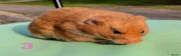 Hamster rodents for sale: Young Syrian Hamsters - Advert 4
