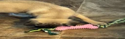 Pug dogs for sale:  Forever family pug puppies. in Bradford - Advert 4