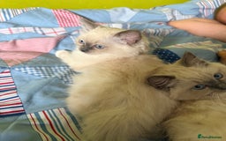 Ragdoll cats for sale: 5 generation ragdolls - Image 8