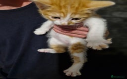 Mixed Breed cats for sale: Kittens ready for there forever homes - Image 3