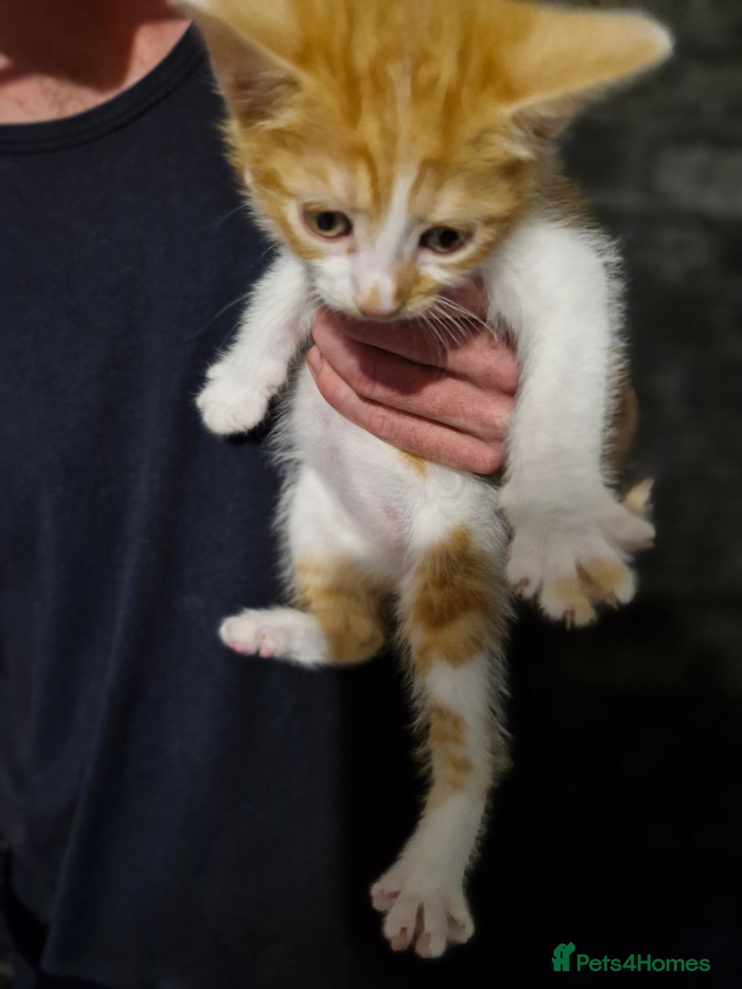 Mixed Breed cats for sale: Kittens ready for there forever homes - Image 3