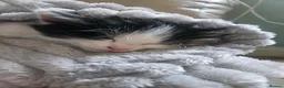 Mixed Breed cats for sale: 3 playing fluffy kittens - Advert 3