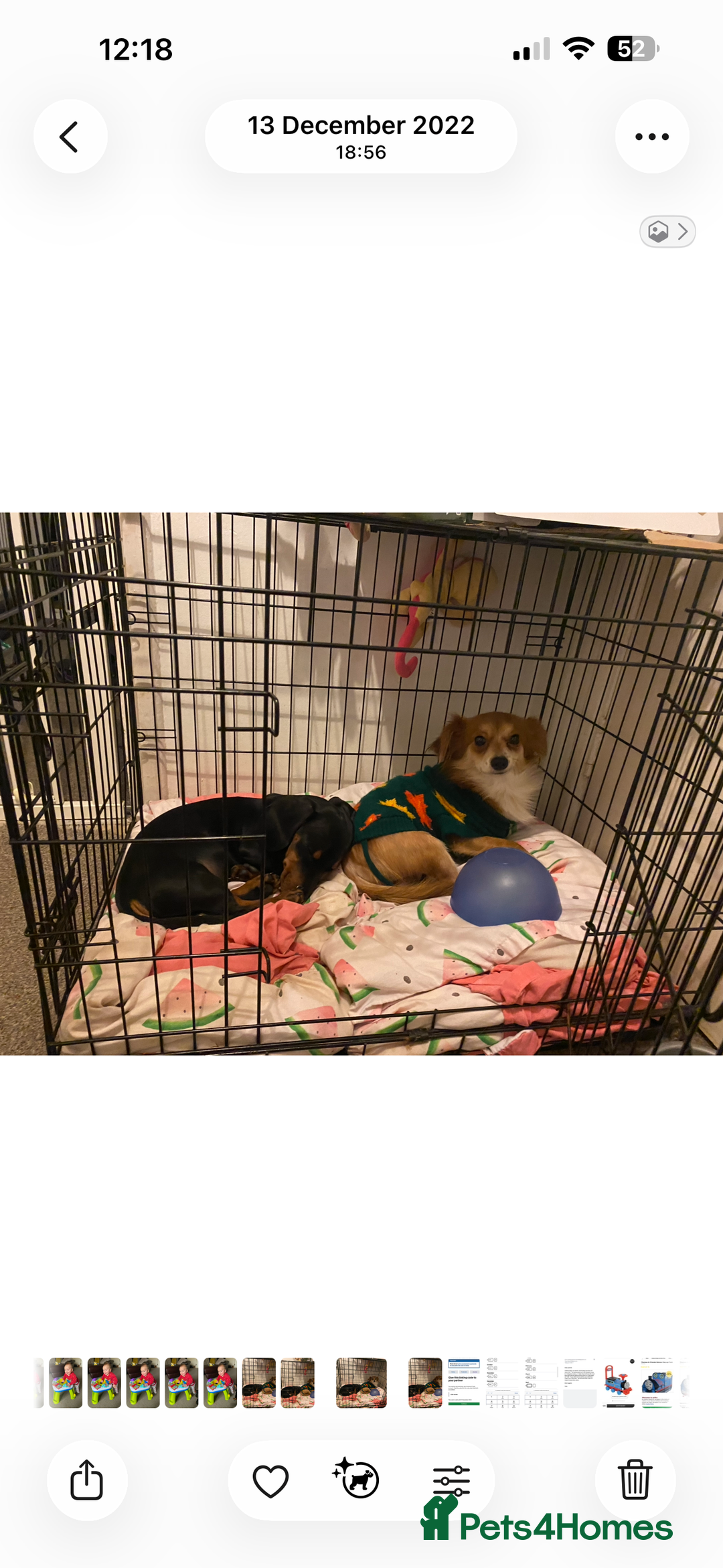 Mixed Breed dogs for sale: 3 Year old jack Russel needing new home  - Advert 3