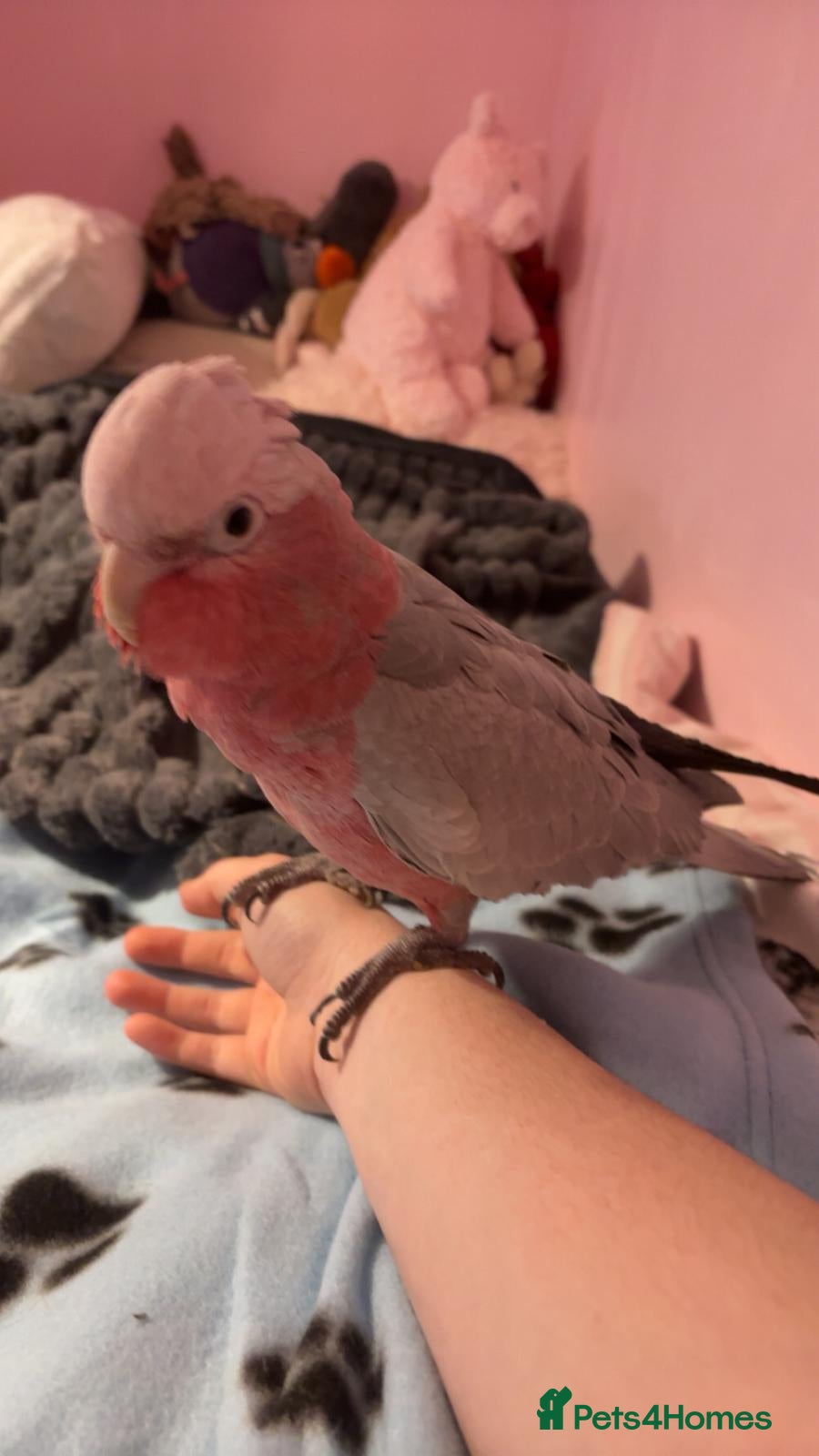 Cockatoo birds Galah Cockatoo Male in Ripon - Advert 1