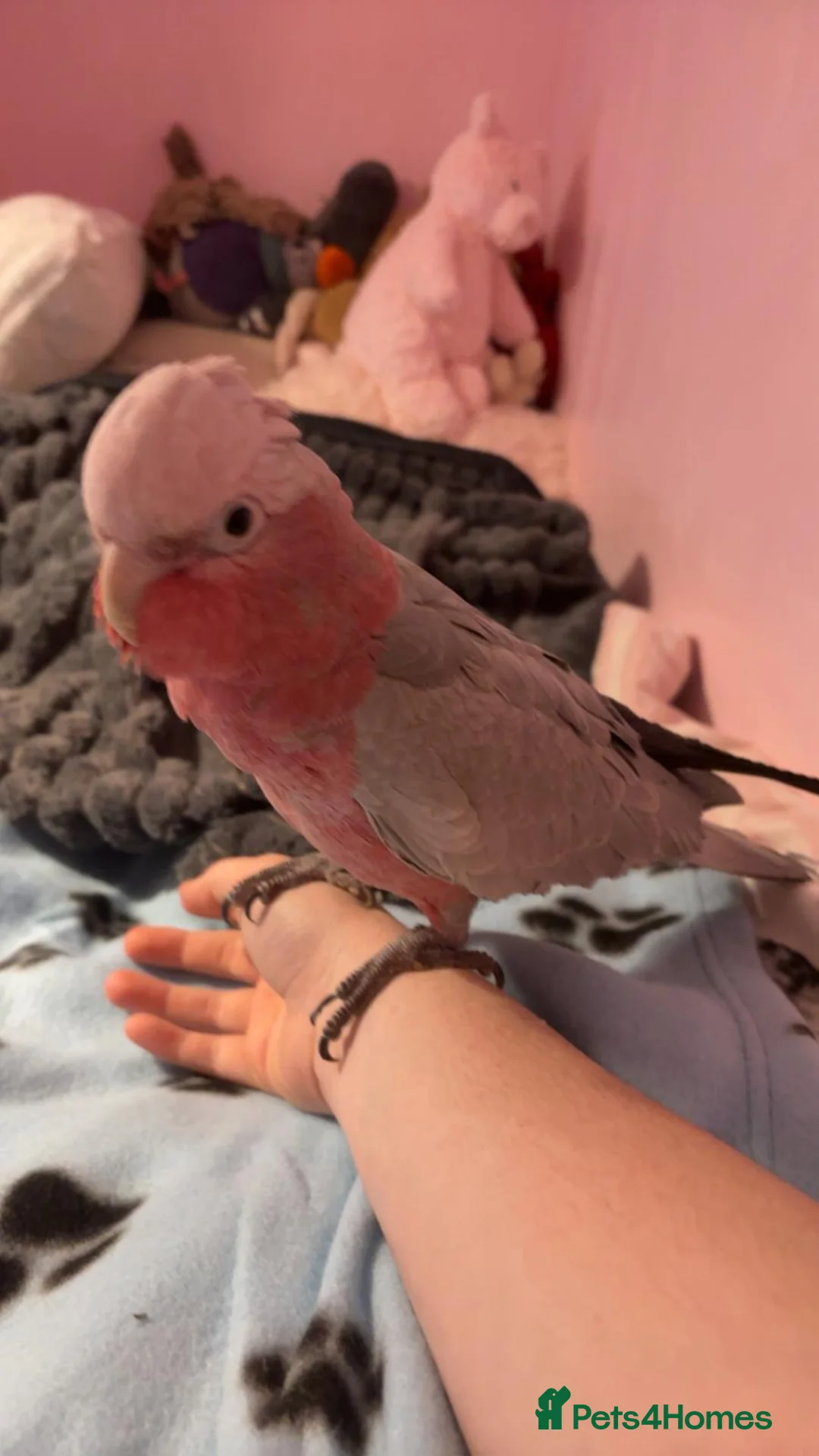 Cockatoo birds for sale: Galah Cockatoo Male in Ripon - Advert 1